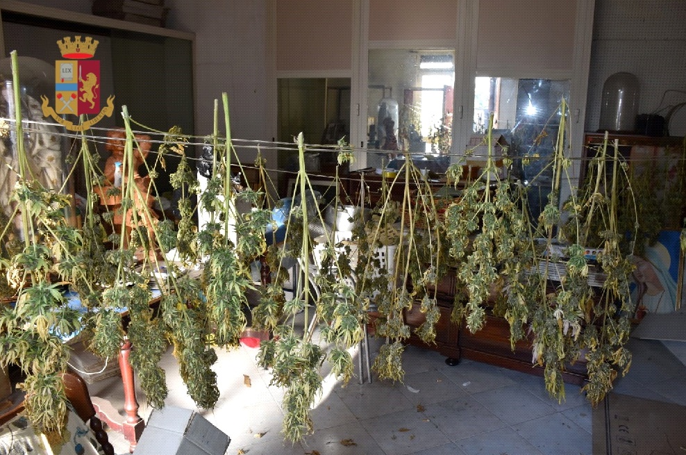 Sant’Antimo, coppia scoperta a coltivare marijuana in casa: arrestati