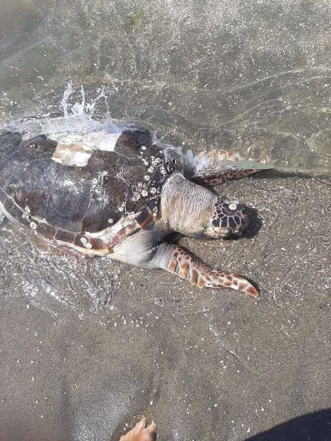 Tartaruga ritrovata sulla spiaggia di Pescopagano. Era morta da almeno 4 giorni