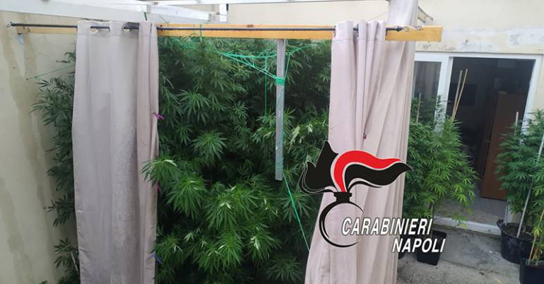 Ischia, aveva una piantagione di cannabis in giardino: arrestato 55enne
