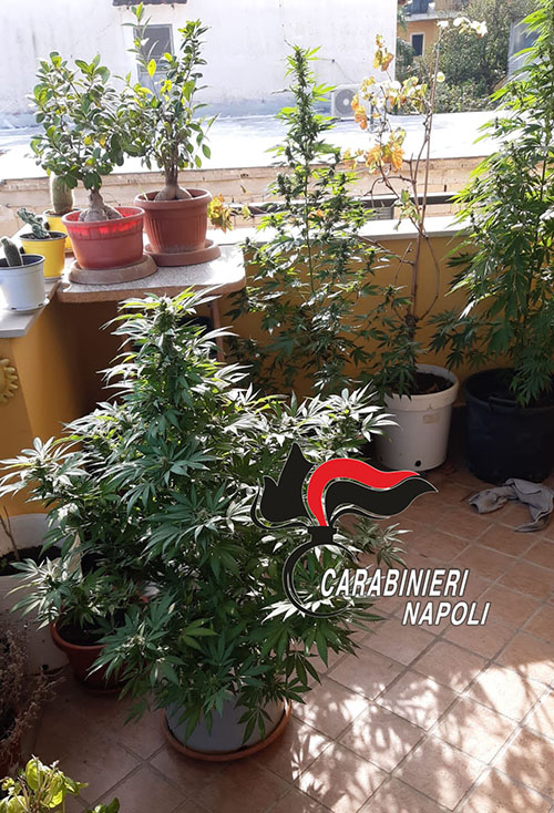 Calvizzano, piantagione di marijuana sul balcone di casa: ai domiciliari un 45enne