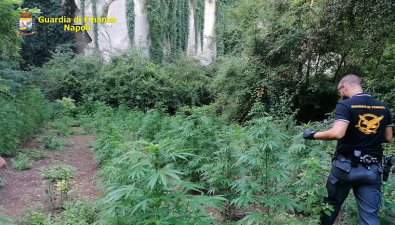 Sequestrate tra Marano di Napoli e Quarto di 257 piante di ‘cannabis indica’