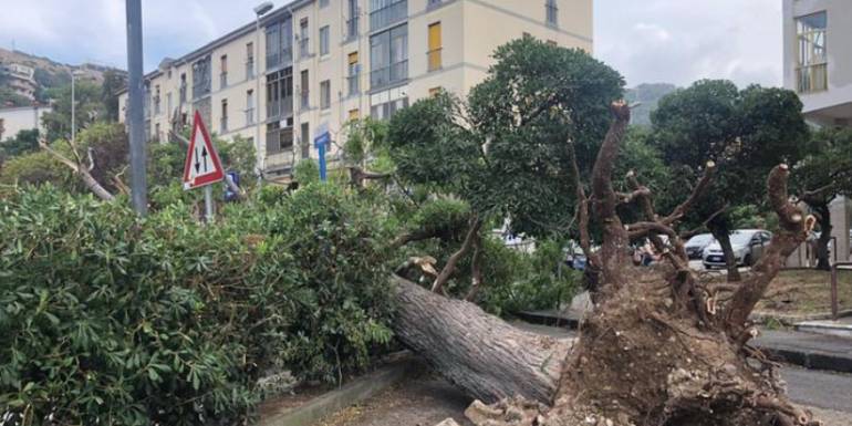Tromba d’aria a Salerno: molti i danni. Un uomo ferito. Alberi abbattuti dal vento nel quartiere Torrione