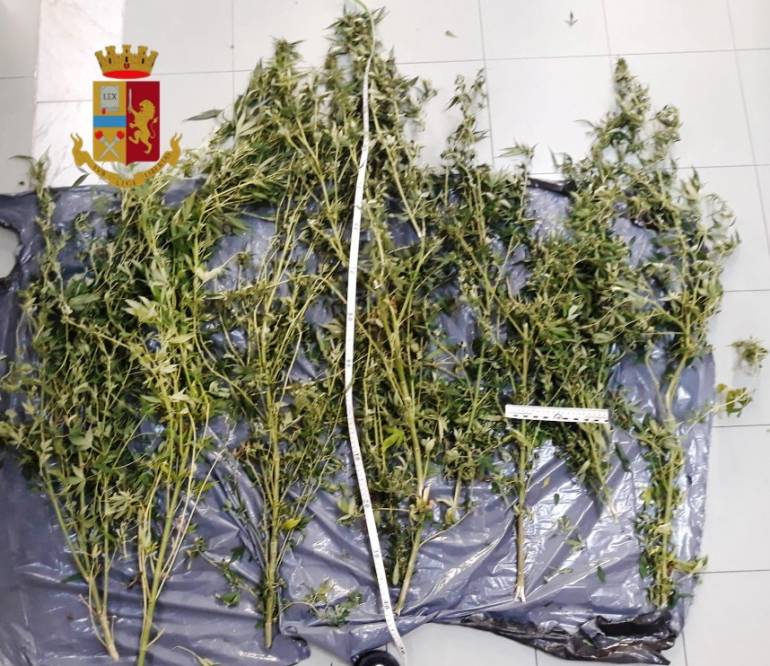 Castellammare, coltivava marijuana sul terrazzo di casa: arrestato 55enne