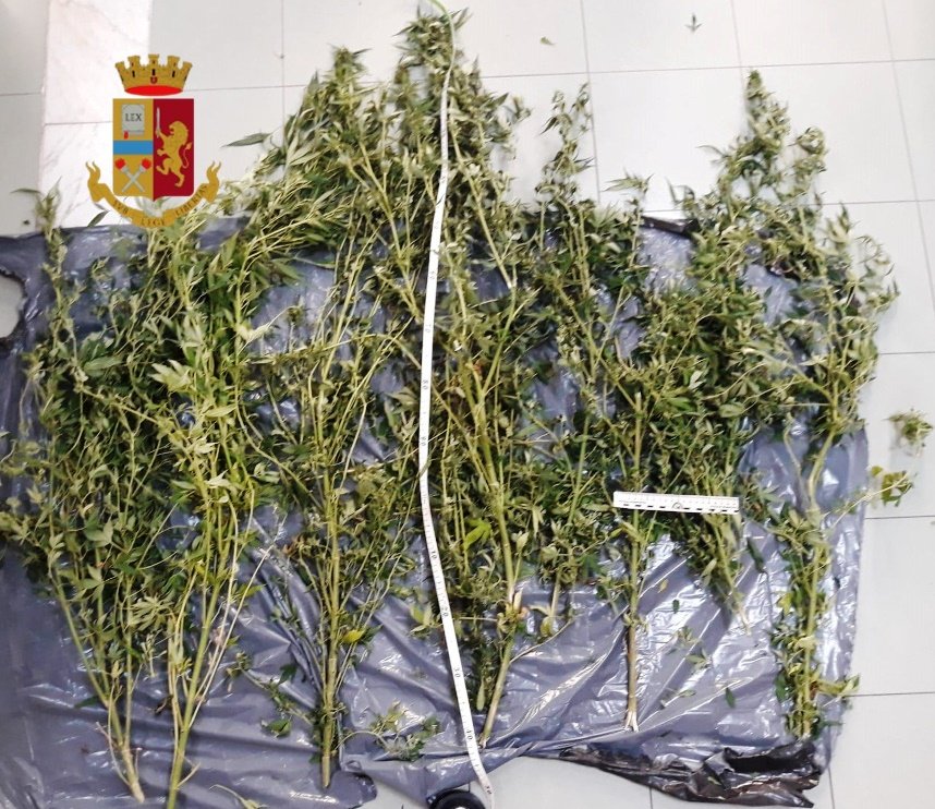 Castellammare, coltivava marijuana sul terrazzo di casa