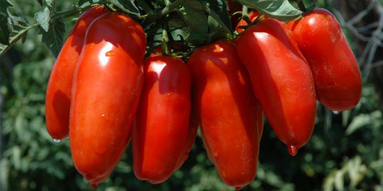 Pomodori venduti come “San Marzano”, ma erano in realtà prodotti cinesi maxi sequestro dalla Guardia di Finanza