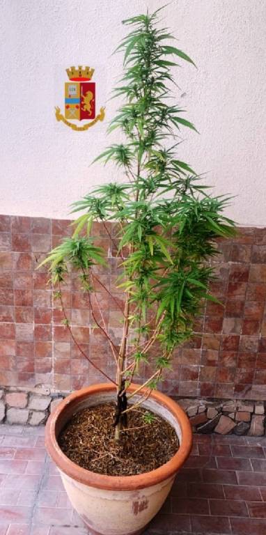 Napoli, producevano marijuana in casa: denunciati in 2 a San Giovanni