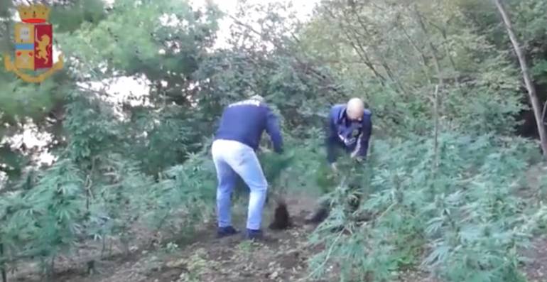 Castellammare: scoperta una piantagione di marijuana a Madonna della Libera. IL VIDEO