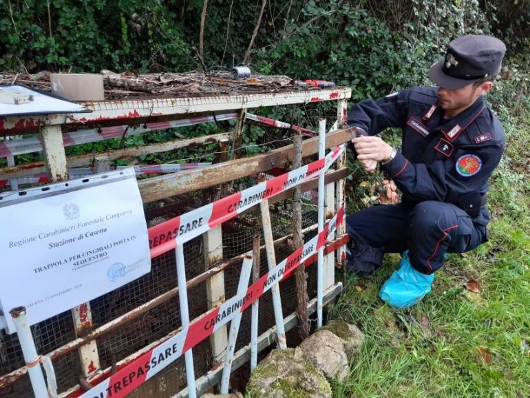 Sequestrata una trappola per cinghiali sui colli Tifatini