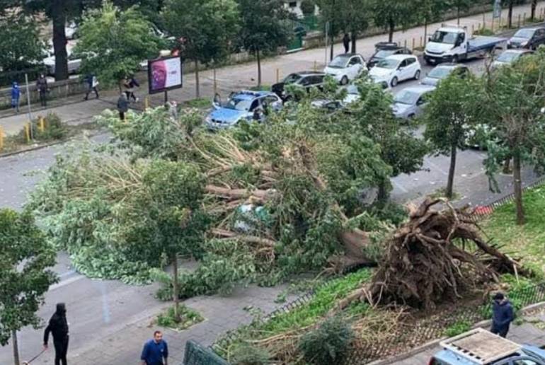 albero caduto fuorigrotta