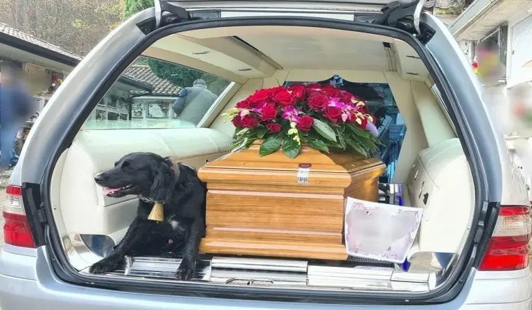 Cane segue la bara del suo padrone durante il funerale