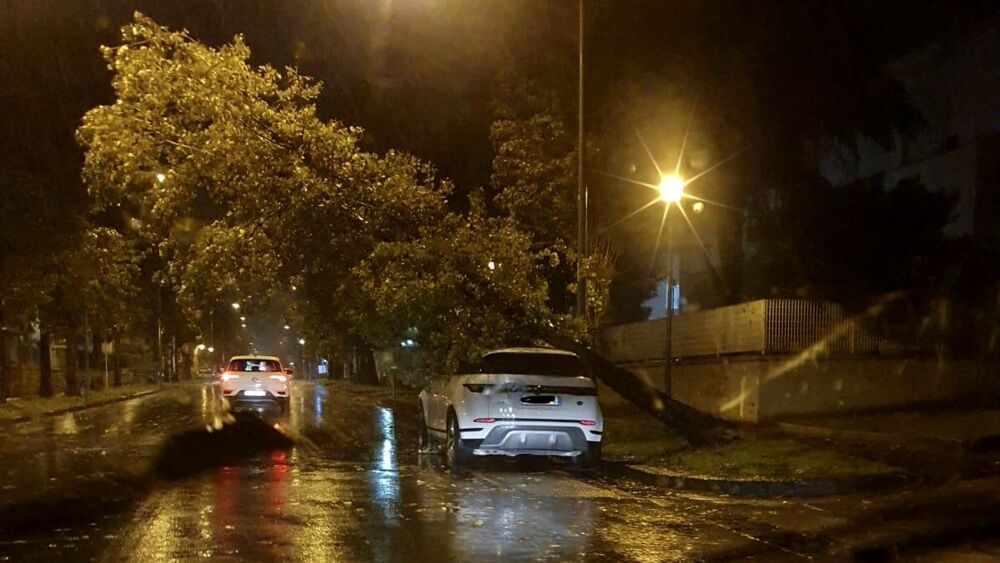 Notte di vento forte a Caserta: alberi sradicati, danni e tante chiamate ai vigili del fuoco