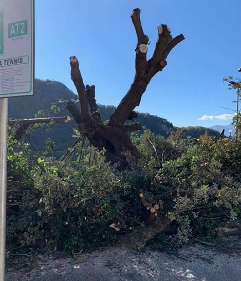 Maltempo, albero cade su una casa nel Salernitano