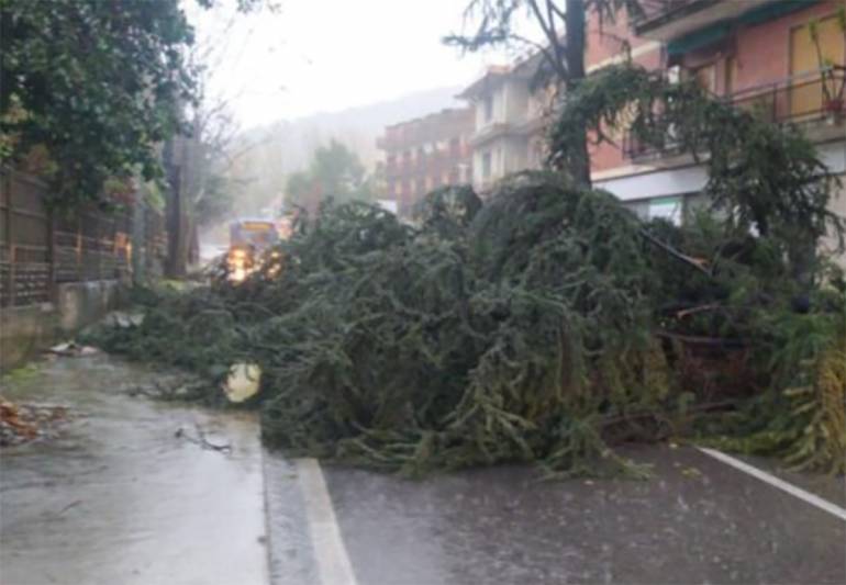 Albero si abbatte in strada: chiuso il cimitero di Salerno