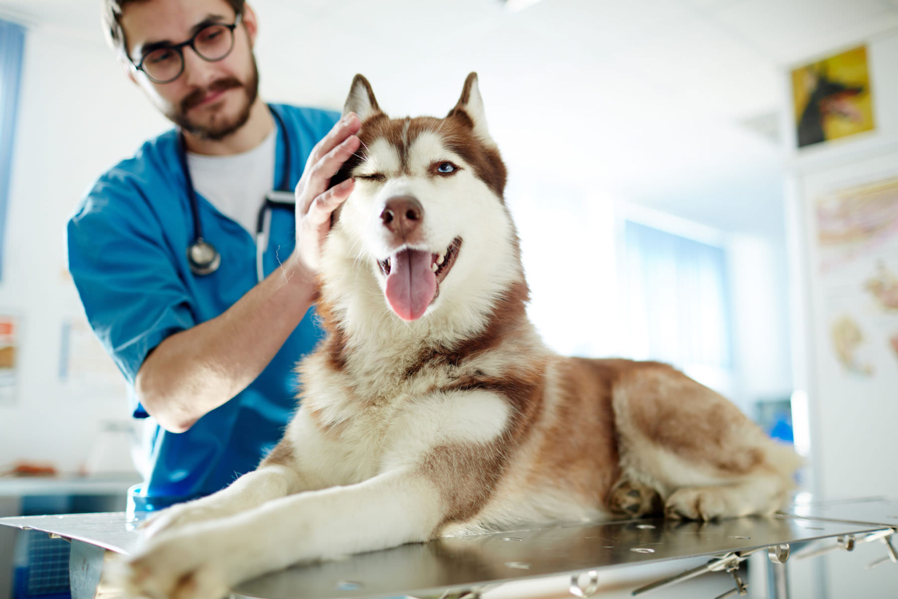I 10 problemi di salute più comuni nei cani di taglia grande