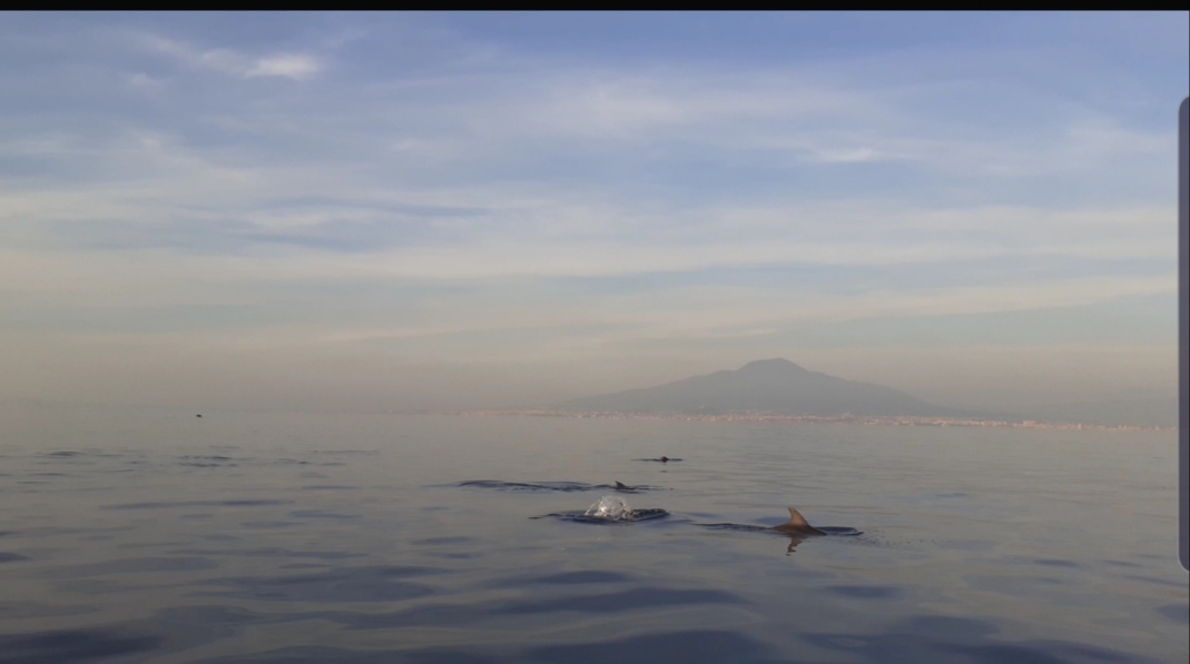 Delfini e Vesuvio: spettacolo nel golfo di Sorrento