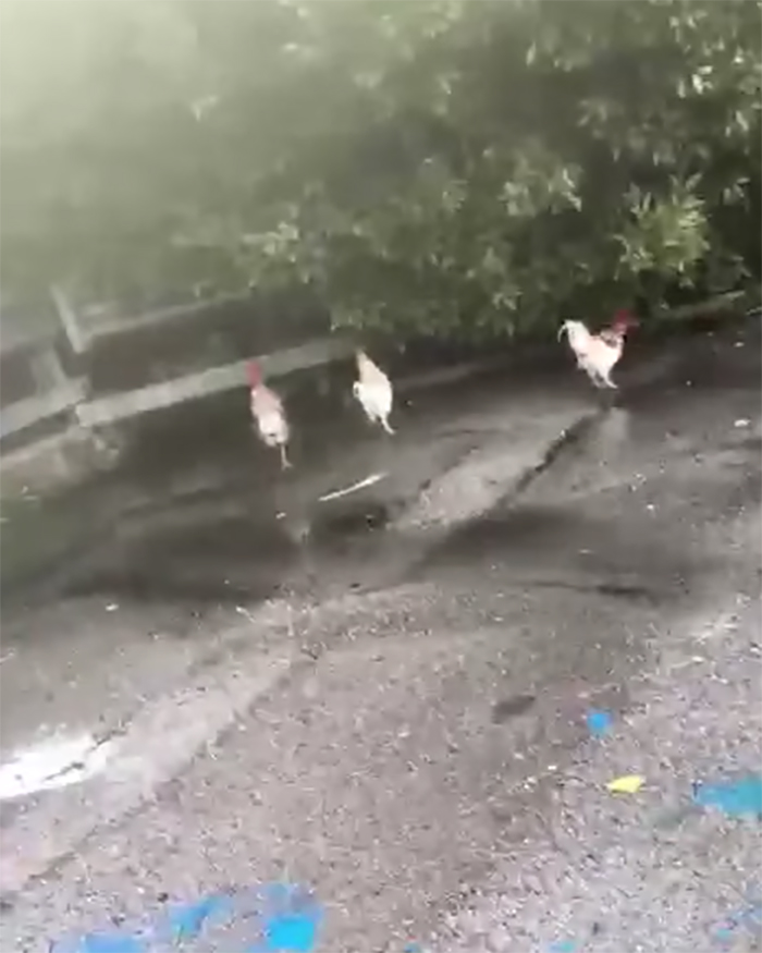 Napoli, galline libere in tangenziale rischiano di causare un incidente