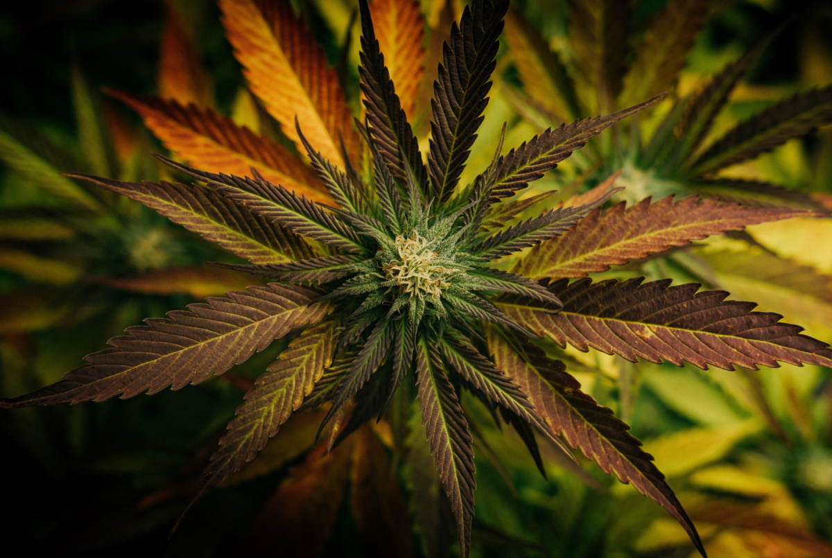 Cannabis: dalla pianta tanti prodotti legali per ogni consumo