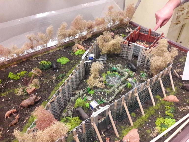 Emergenza cinghiali in Campania, i reiterati episodi di bracconaggio preoccupano i residenti