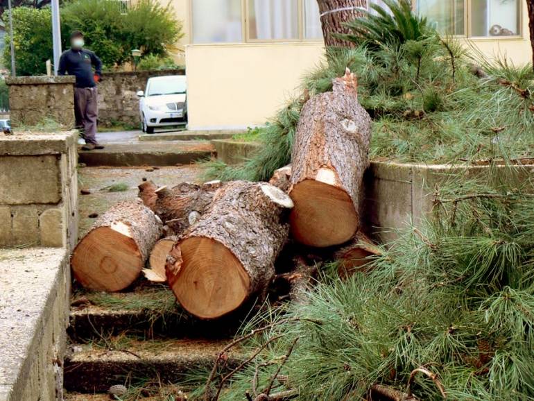 Alberi abbattuti a Piano di Sorrento, il M5S presenta esposto in Procura contro il Comune