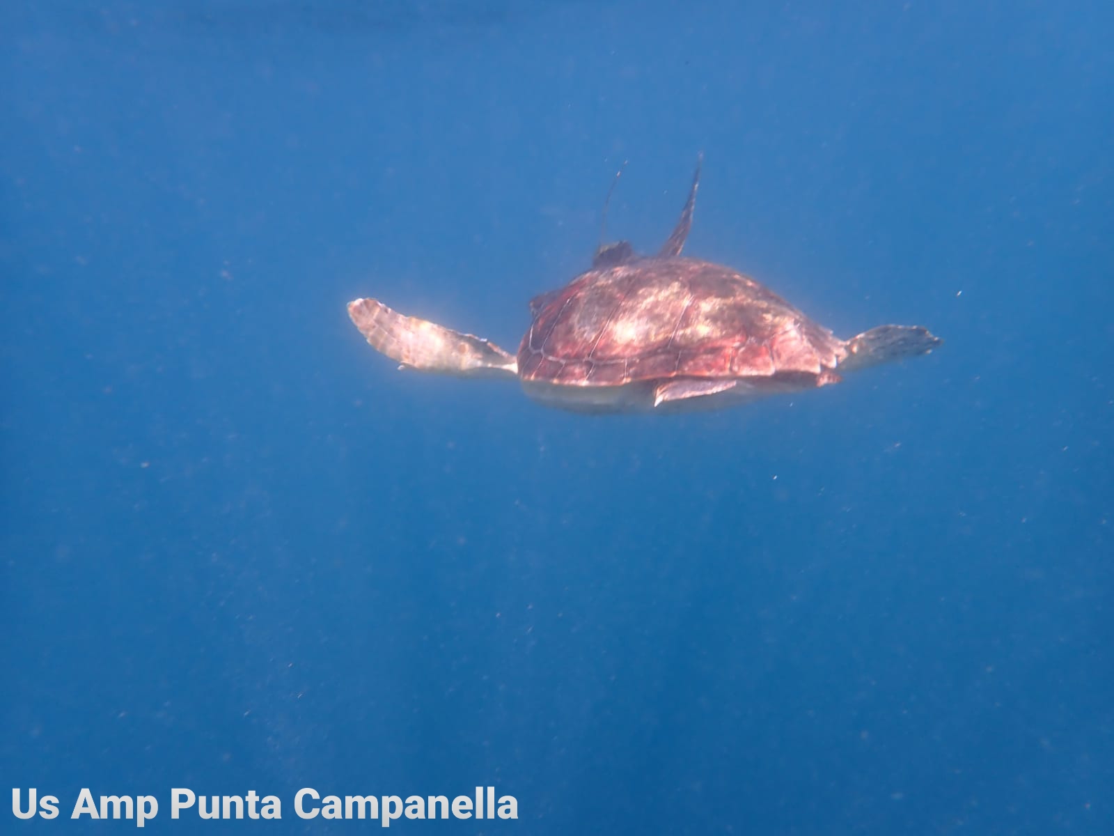 Tre tartarughe ritrovano la libertà al largo di Punta Campanella