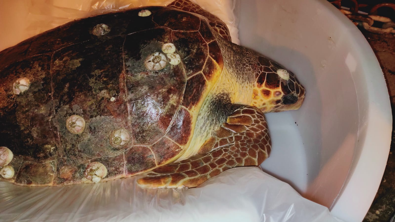 Tartaruga Caretta-Caretta ferita recuperata in mare dai pescatori a Punta Campanella