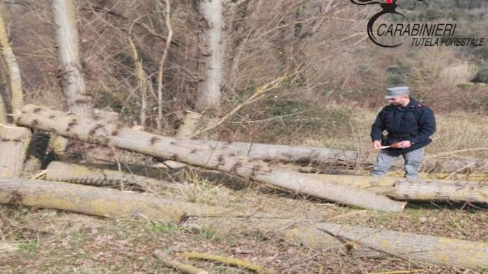 Taglia senza autorizzazione piante di castagno: denunciato boscaiolo nel Salernitano