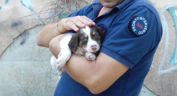Casandrino, per ore chiuso in auto: cane salvato dai vigili urbani