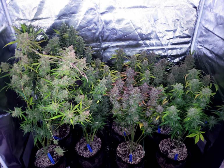 Pollena Trocchia, aveva una coltivazione di cannabis in casa: arrestato 39enne