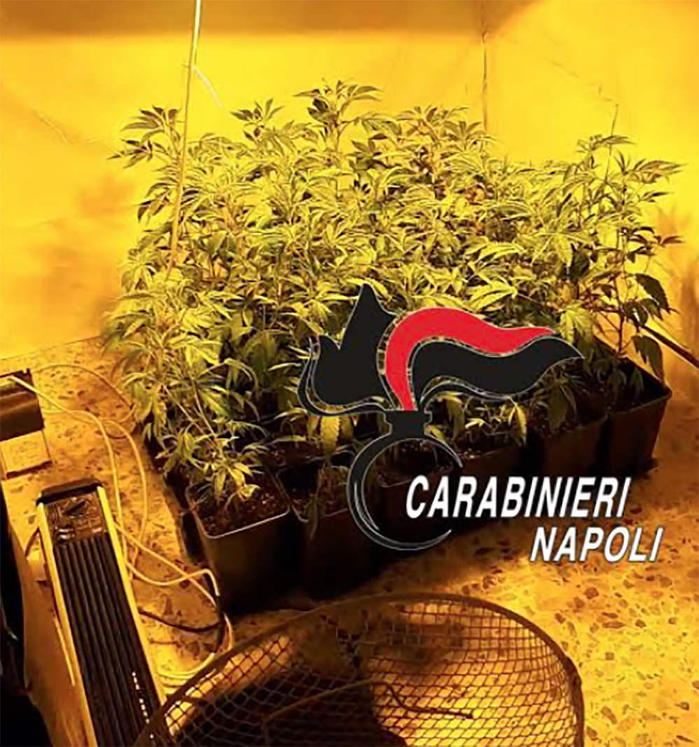 Napoli, coltiva marijuana in uno stanzino di casa: 36enne arrestato a Scampia