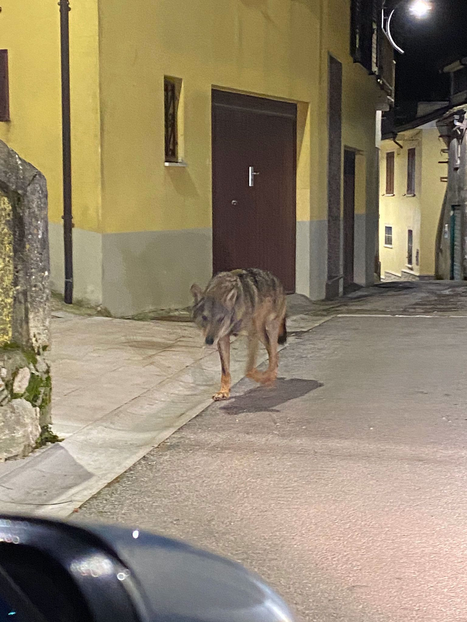 Avvistamenti di lupi nei centri urbani in Campania