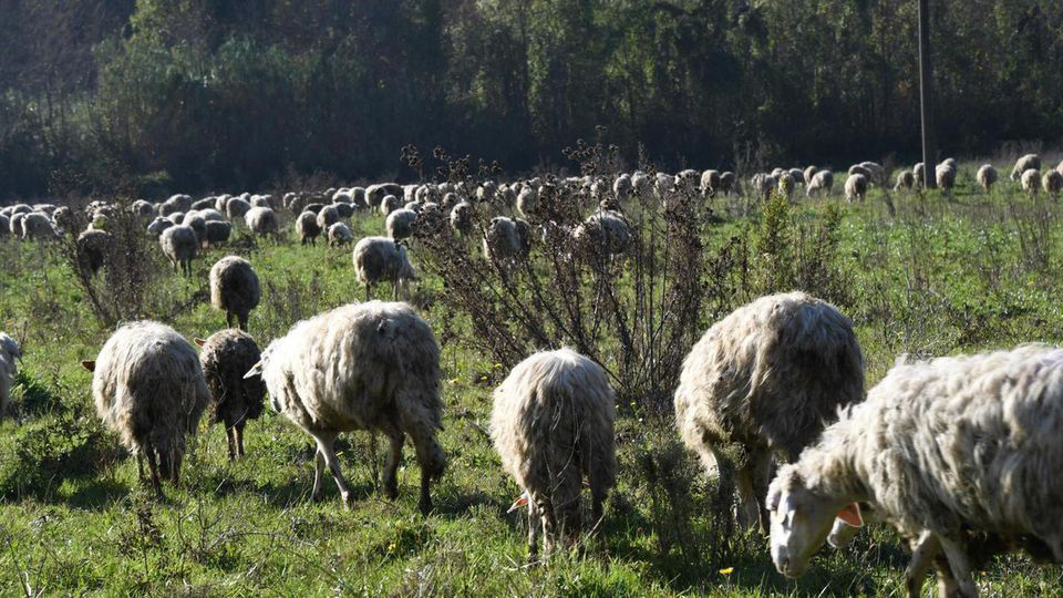 Smantellata banda di magrebini: rubava agnelli per la ‘festa del sacrificio’