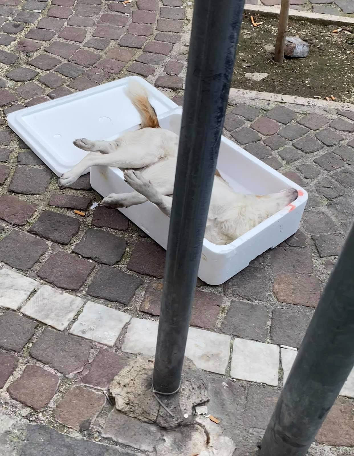 Napoli, cane investito e ucciso al Rione Sanità, gettato tra i rifiuti