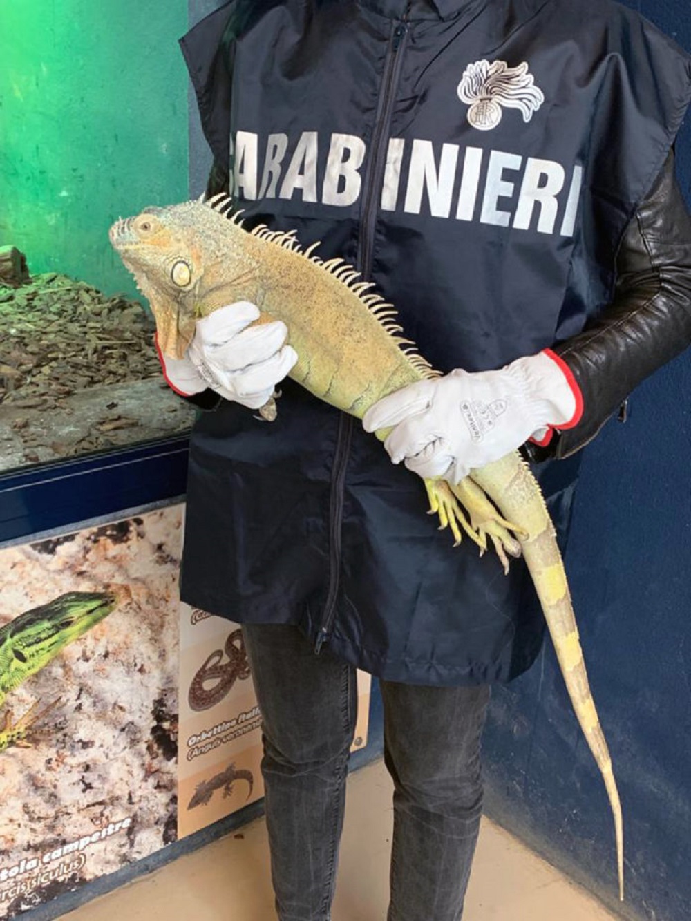 Casoria, i carabinieri recuperano esemplare di Iguana a rischio di estinzione