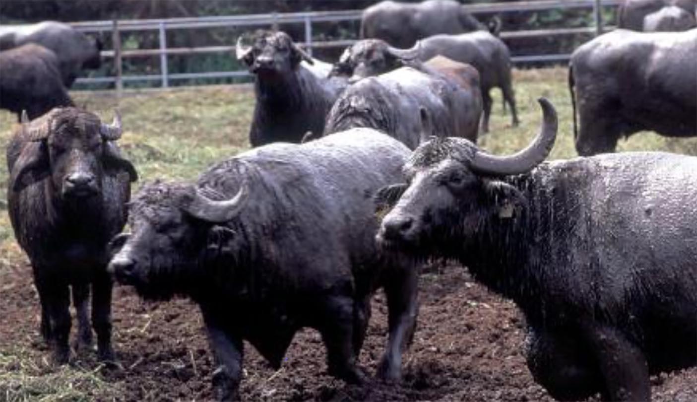 caserta bufale macellate