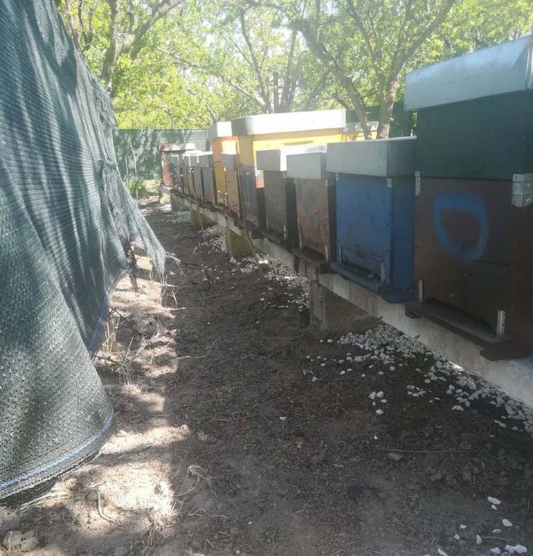 Api bruciate a Caserta, l’Apas dona 20 arnie al giovane apicoltore