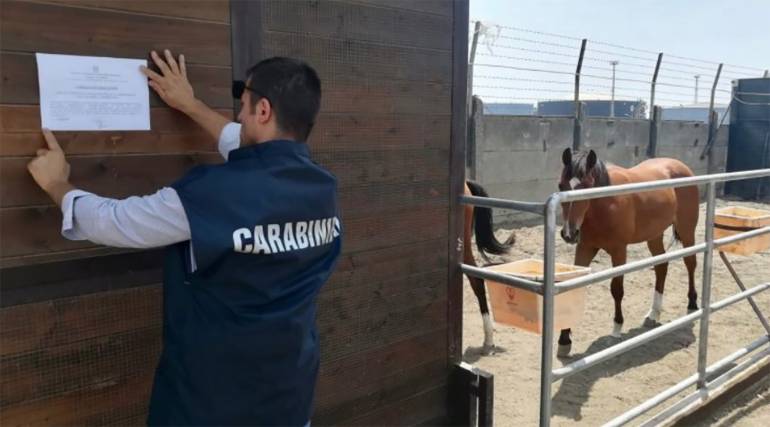 Inquinamento dei Regi Lagni: sequestrato allevamento ippico per sversamento dei liquami delle stalle