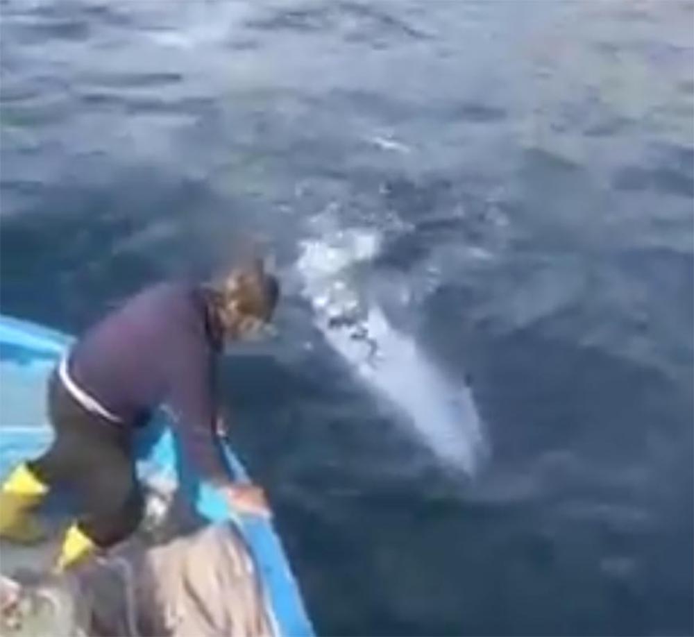 Balena grigia nel golfo di Sorrento. Sembra la stessa vista a Ponza. IL VIDEO