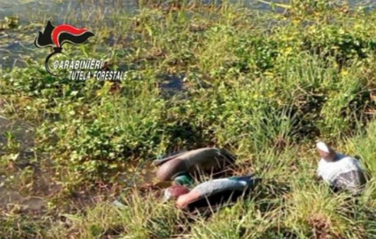 Uccidono 70 uccelli e postano il video su Facebook: la strage degli animali in via di estinzione