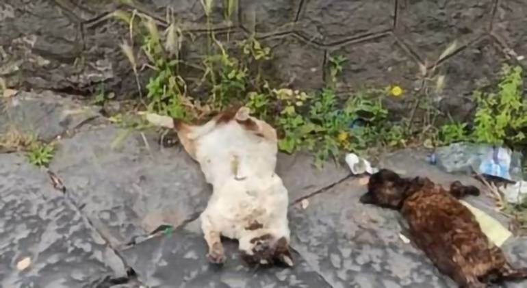 Strage di gatti a Roccapiemonte, sindaco: ‘Denunciare i responsabili’