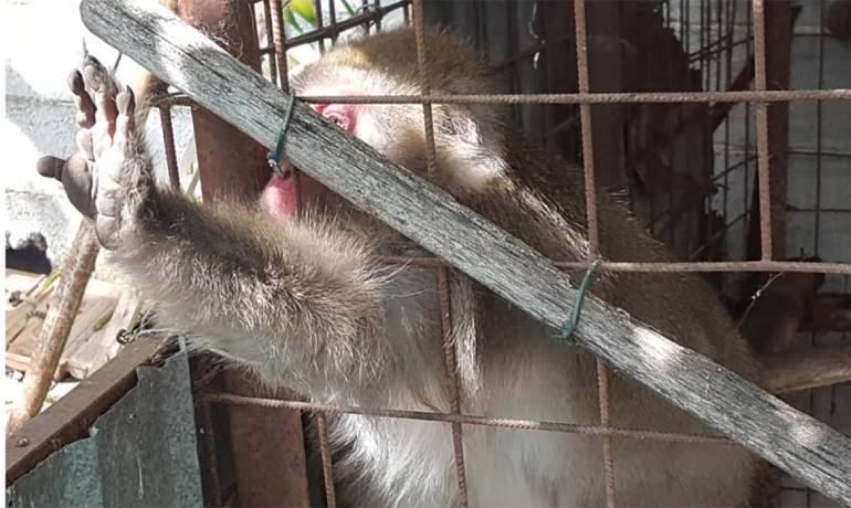 Salerno, aveva in gabbia un esemplare raro di macaco: denunciato