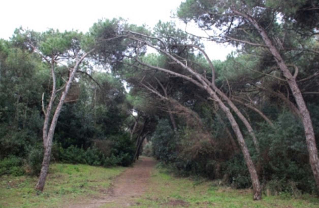 Giugliano, la Regione Campania blocca la vendita della pineta di Varcaturo