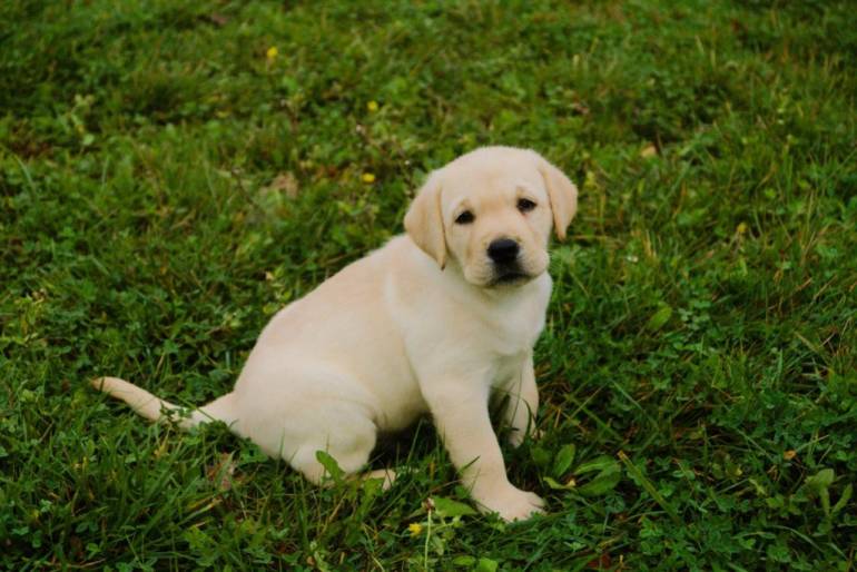 Roma Cucciolo Labrador ucciso a calci in strada Choc in città