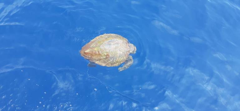 Scoperto il primo nido stagionale di Caretta caretta nell’area marina protetta Regno di Nettuno