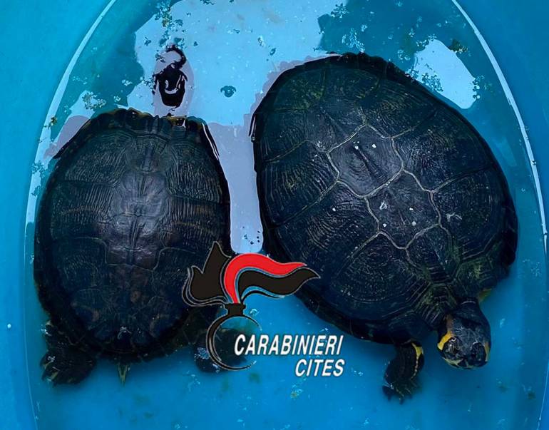 Napoli, sorpreso con 2 grosse tartarughe: denunciato 50enne