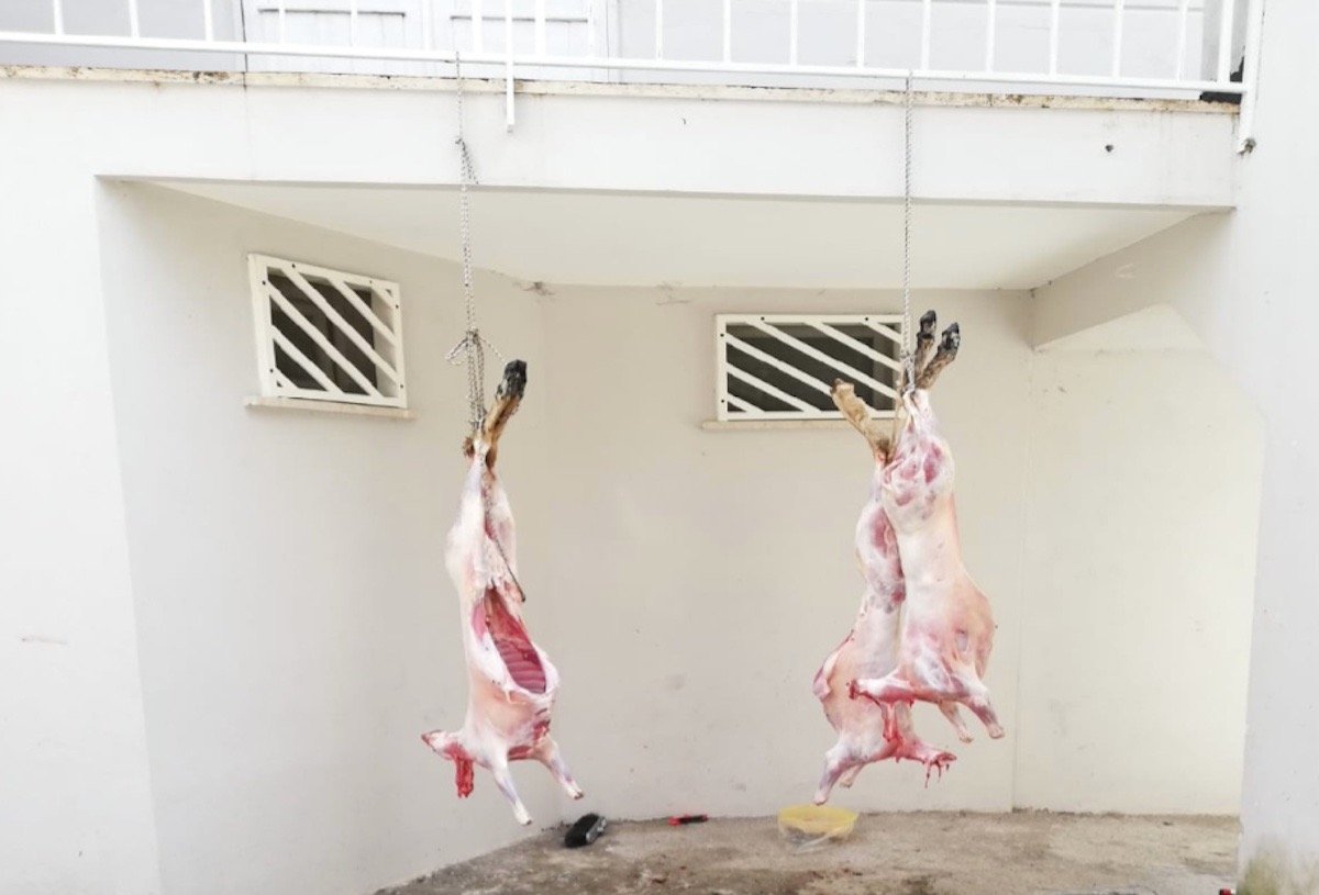 Salerno maltrattamenti animali