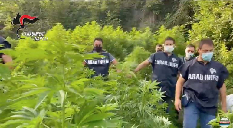 Piantagione marijuana nell’ex Polverificio Borbonico