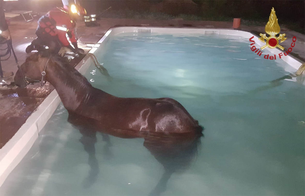 Cavallo si tuffa in piscina per il caldo