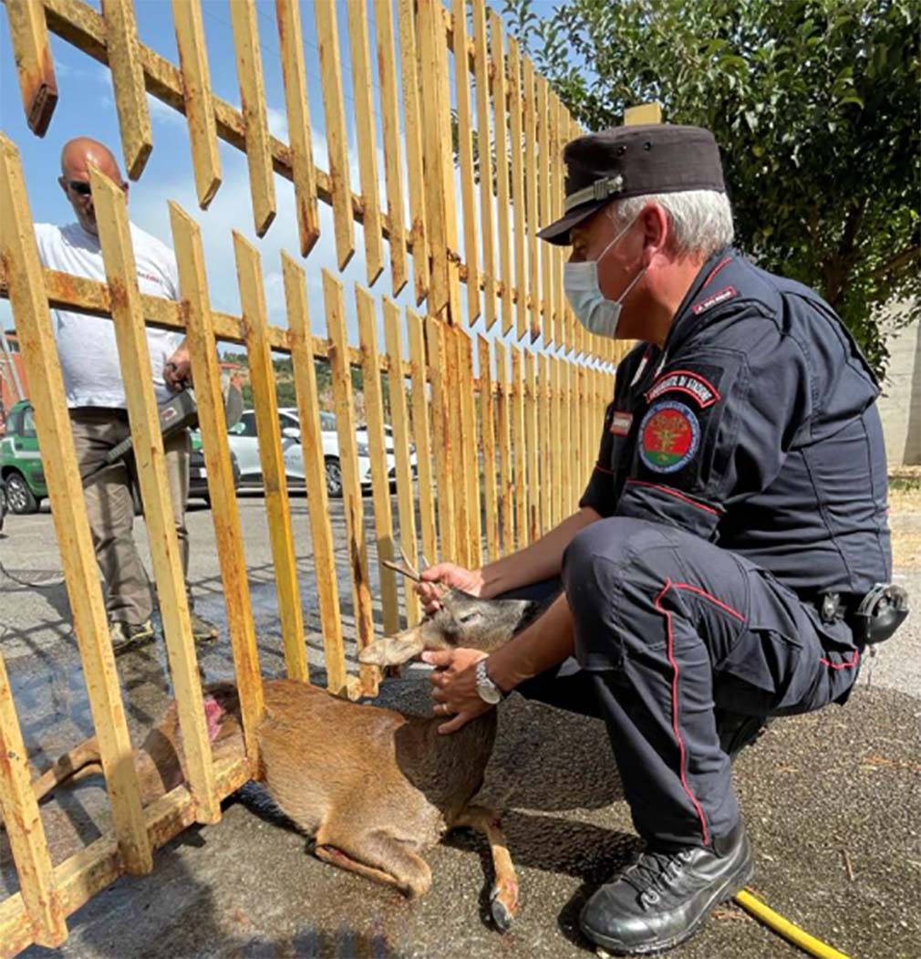 Capua, cucciolo di capriolo incastrato tra le sbarre: salvato dai carabinieri forestali