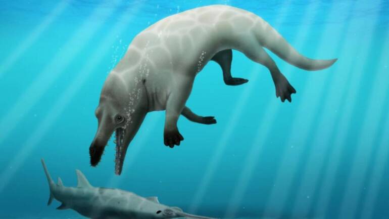 Trovati in Egitto i fossili di una antica balena con le zampe