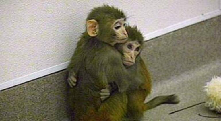 Napoli, allo zoo trovano casa scimmie cappuccine e uistitì